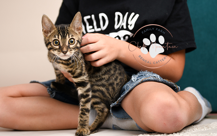 Bengal kitten for sale